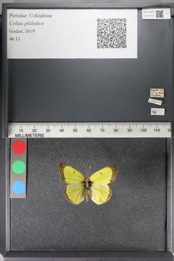 Media type: image;   Entomology 119115